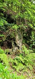 Plants: image 25 Of 208 Thumb